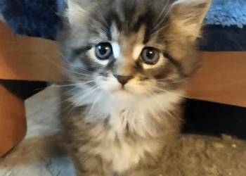 Pati – to śliczna kotka rasy Maine Coon