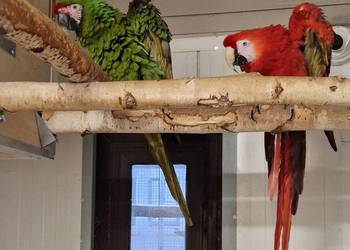 Ara Macao & Militaris Para