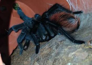 Aphonopelma anax - dorosły świeży samiec
