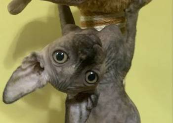 Sfinks Kanadyjski. Koteczka do odbioru. Rodowód