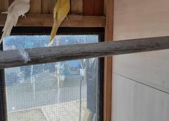 Papugi Aleksadrety Obrożne para biała i żółta