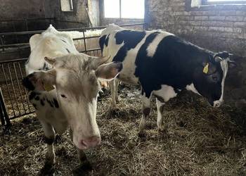 Sprzedam jałówkę wysokocielną, bydło hodowlane HF, HO MM MO