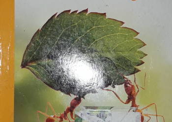 Tajemnice przyrody 5 podręcznik Tajemnice przyrody 5 podręcznik