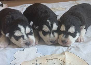 Szczeniaczki Siberian husky z elitarnym rodowodem