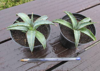 Agawa kolekcjonerska - agave xylonacantha - sadzonki