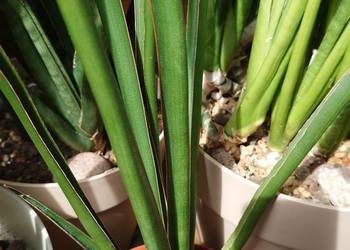 Sansevieria hybr Midnight Star (deserti x trifasciata) duża sansewieria