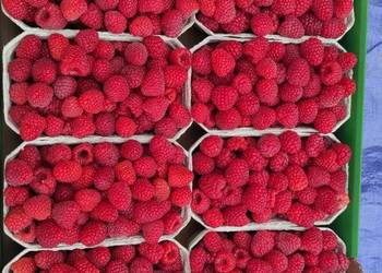 Sadzonki malin Marawilla