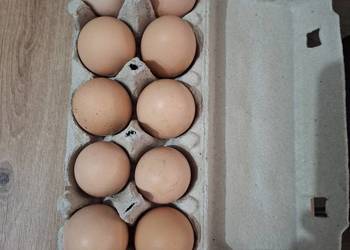 Sprzedam jajka wiejskie
