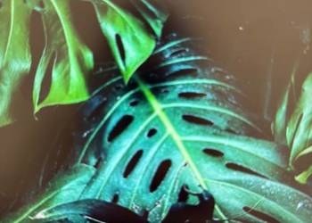 Fototapeta Liście  98,34zł – 567,34zł