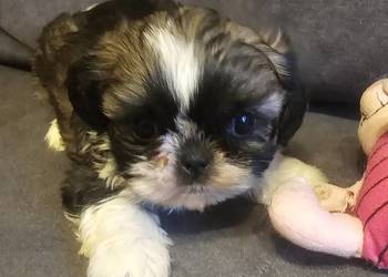 Shih Tzu chłopiec
