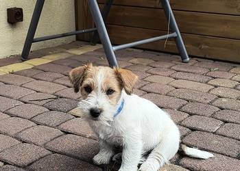 Jack Russell Terrier