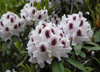 Różanecznik 'Calsap'/Rhododendron 'Calsap' C5