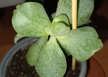 Grubosz, krassula Arborescens lub undulatifolia Blue Hale nr 1