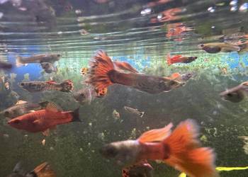 Sprzedam 15 sztuk gupików