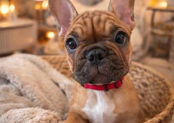 Buldog Francuski suczka  BuFu - Joko