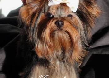 Yorkshire terrier piesek