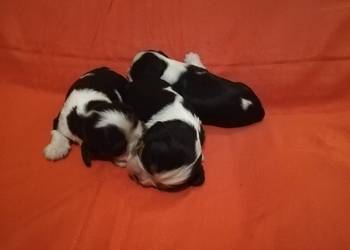Cavalier King Charles spaniel