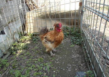 Kury miniaturki - Jedwabiste