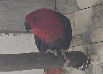 Lory Wielkie para 3 letnia