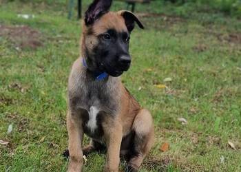 Owczarek belgijski Malinois FCI.