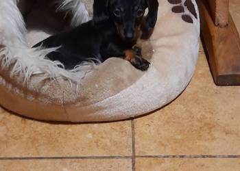 Jamnik krótkowłosy suczka