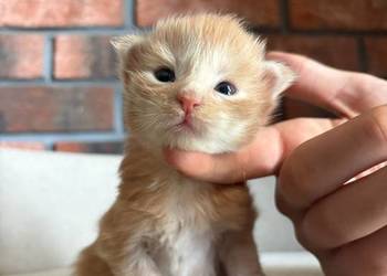 Maine Coon - Ozzy