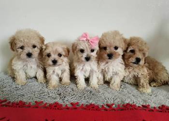 Śliczna maltipoo
