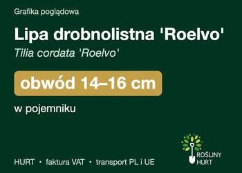 Lipa drobnolistna 'Roelvo' obwód 14-16 cm, w pojemniku – HURT