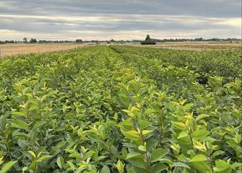 Drzewka owocowe Wiśnia Śliwa Czereśnia Morela Drzewka owocowe Wiśnia Śliwa Czereśnia Morela