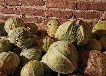 Kapusta biała ekologiczna