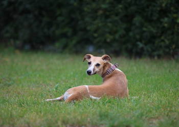 Chart Angielski Whippet FCI- gotowe do odbioru