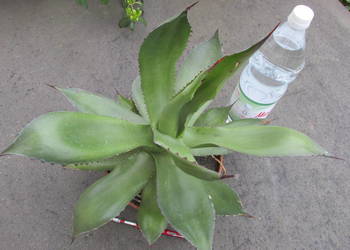 Agave chiapensis - odhodowana ponad 10-letnia agawa