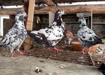Sprzedam  Kinga i Rysia 50 zł