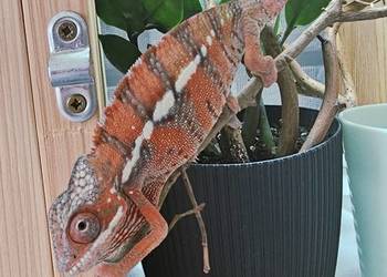 Samiec Kameleon lamparci Ambiobe