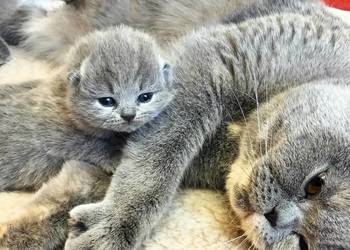 Śliczne kocięta brytyjskie Rodowód Międzynarodowy