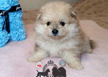 Szpic miniaturowy pomeranian Orange merle badania DNA!