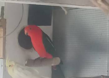 Szkarłatka Królewska Samiec