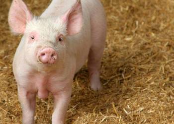 Salmacid Active 528 kg | Zakwaszacz do wody w płynie | Bioasekuracja