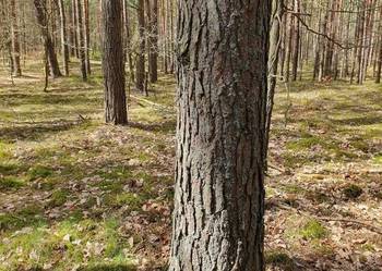 Dzialka leśna -rolna