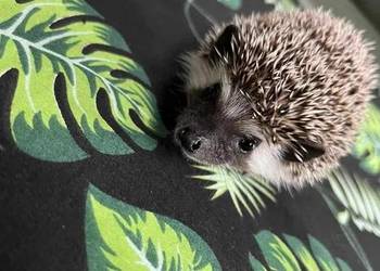Jeż pigmejski Samczyk - słodki, ciekawski