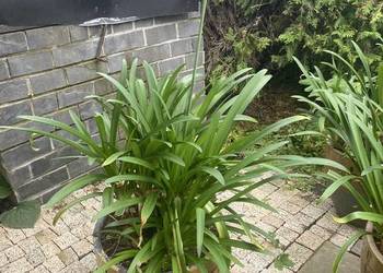 Agapanthus w donicy