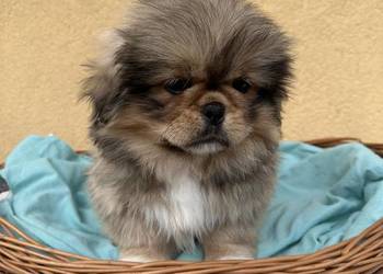 Pekińczyk szczeniak sunia