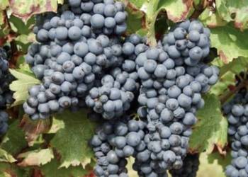 Winogron Ekologiczny Bardzo Smaczny Stara Odmiana sprawdzony Wino Soki