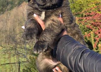 Leonberger suczki po Championach ( FCI)