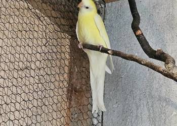 Sprzedam świergotki świergoty