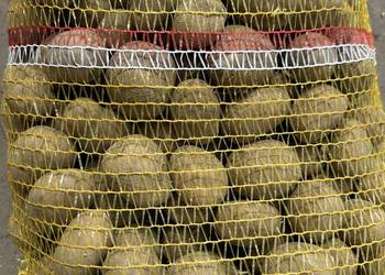 Sprzedam ziemniaki wielkości sadzeniaka