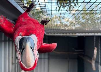 Ara Militaris/Catalina