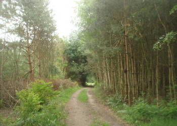 Syndyk sprzeda nieruchomość w miejscowości Wolanów