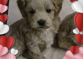 Suczka Maltipoo gotowa na walentynki