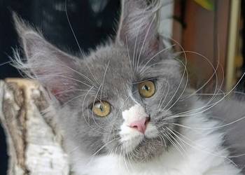 Bardzo duży niebieski z białym Maine Coon - FPL